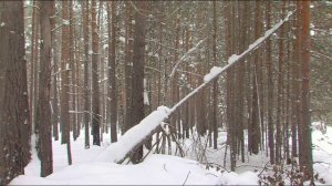 Волонтеры начали устанавливать указатели для ориентира в тюменских лесах