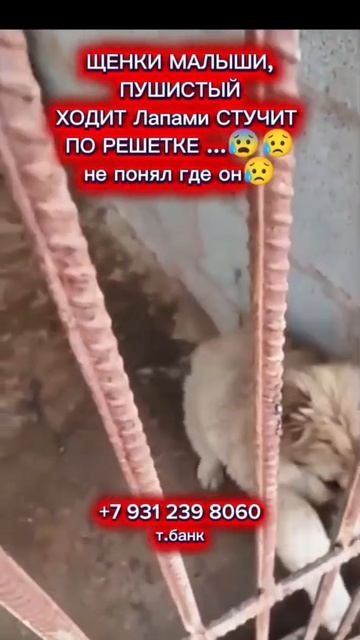 🫵Друзья, обращаюсь ко всем неравнодушным! Мы столкнулись с ситуацией, когда поток нуждающихся 🫵Друзья, обращаюсь ко всем неравнодушным! Мы столкнулись с ситуацией, когда поток нуждающихся