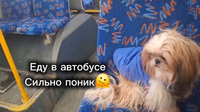 «Поездка, которой я не ждал: исповедь ши‑тцу Руно»🐶🐕 «Поездка, которой я не ждал: исповедь ши‑тцу Руно»🐶🐕