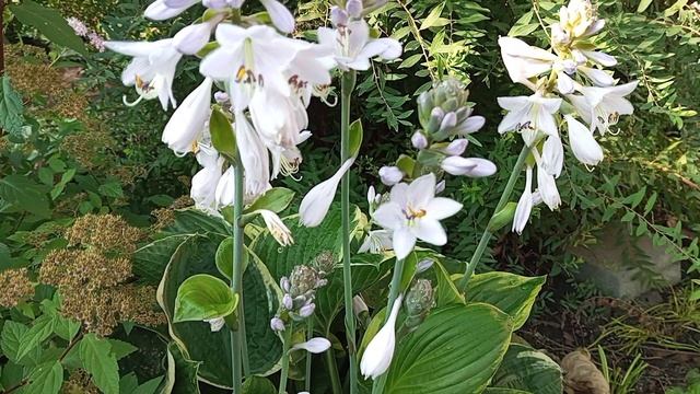 коллекция хост в моем саду