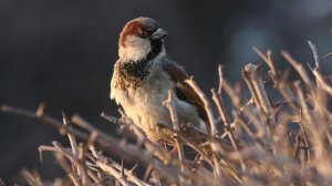 Пернатая перепись: в России проведут учет численности воробьев