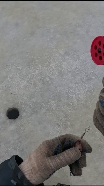 Ёрш на блесну! Впервые такое случилось!