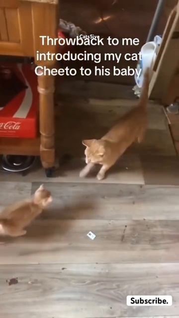 This cat embarrassing me for entertainment смотреть онлайн