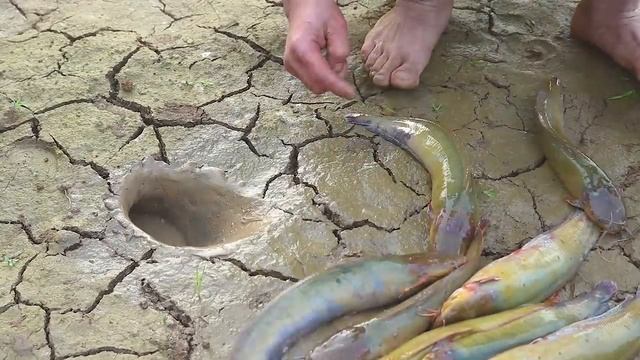 ЛОВЛЯ РЫБЫ С ПОМОЩЬЮ ЗМЕИ смотреть онлайн