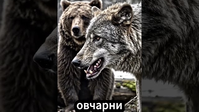 Собрались медведь лиса и волк после зимовки! смотреть онлайн