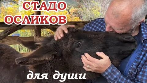 Любимые ослики, козлы под седло и кеклики-несушки. Часть 2