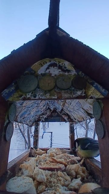 1000009527.mp4Жизнь кормушки.05.02.2026г.