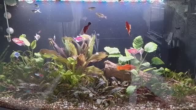 Мои аквариумы 05.02.2026г. смотреть онлайн