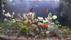 Мои аквариумы 05.02.2026г.