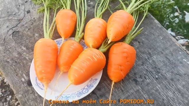 pomidom.ru ЛУЧШИЙ Сорт МОРКОВИ из ГЛУБИНЫ ВЕКОВ! Гэрандская Древняя Крупная РАННЯЯ Морковь!