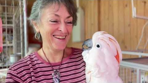 Неудавшиеся смотрины, вожак какаду и самый дорогой в мире сыр. Часть 1