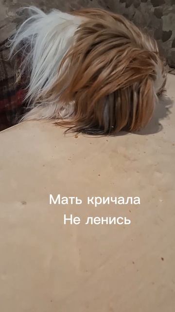 «Руно и его философия: лизать — значит жить!»🐶