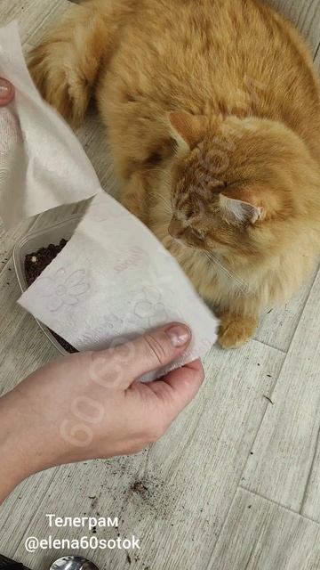 Тайный посев томатов, о котором все молчат! Жалею, что раньше так не сажала семена томатов!