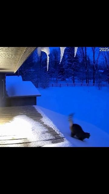 Неожиданно #коты #зима #зимниеПриключения #смешныеМоменты #животные #зимниеКадры #котики #приключени