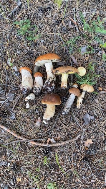 Грибалка 2024.