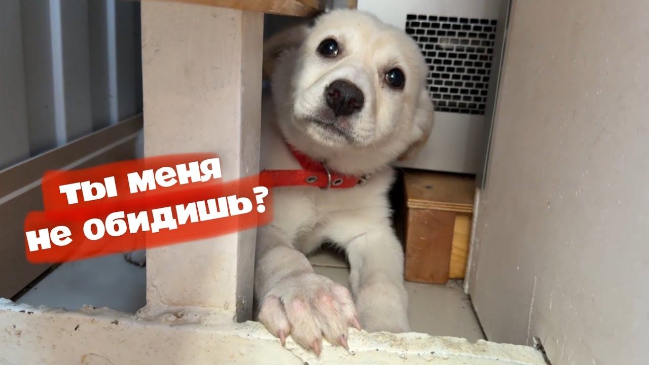 Щенок из покрышки. Забрал бездомного щенка. смотреть онлайн