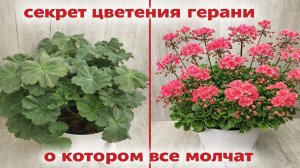 Секрет цветения герани, о котором все молчат! Жалею, что раньше так не выращивала!