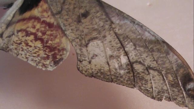 БРАЖНИКИ: 678. Platysphinx phyllis