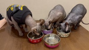 Отключили отопление, дома стало очень 🥶 холодно. Кормлю кошек