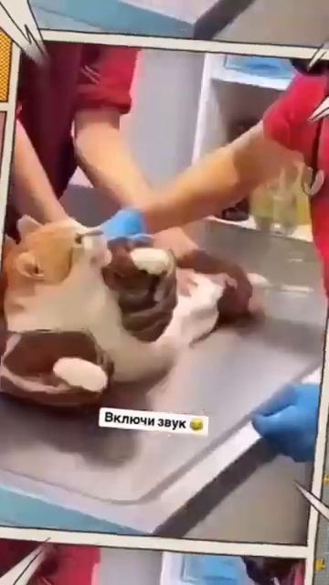 Жаль кота Так неловко попался смотреть онлайн