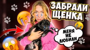 УПИЛИ ЩЕНКА МОПСА! Наша ПЕРВАЯ ВСТРЕЧА и РЕАКЦИЯ БАКСА! ЕГО Первые 24 часа С Нами! ВЛОГ