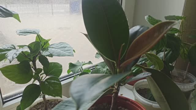 Фикус-популярное комнатное растение. смотреть онлайн