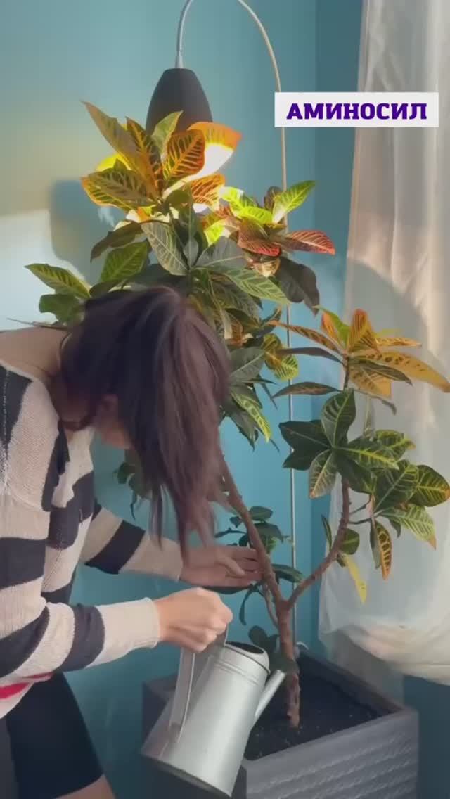 Наглядный пример восстановления растения за год.