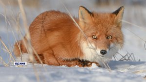 ПО СЛЕДАМ НА СНЕГУ | Новости Камчатки | Масс Медиа