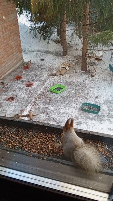 всё дружно в зоопарке
