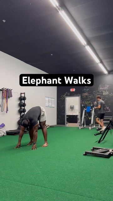 Прогулка слона — растяжка ЗПб | Elephant Walks _ Hamstring Flexibility