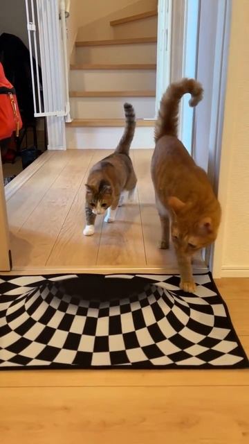 Оптический обман