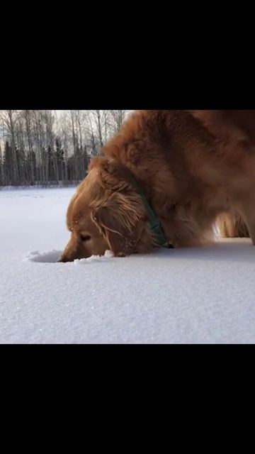 #собакивснегу #зимнееприключение #snowydogs #очаровательныесобаки #собакаибелыйснег