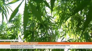 Мордовия совместно с Китаем развивает производство технической конопли