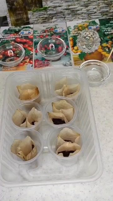 Рассада в чайных пакетиках