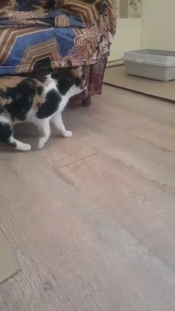 Только что по морозу привезли на очень кратковременную передержку эту молоденькую кошечку. Спасли от