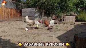 Забавные курочки несушки на сельском подворье 🤗😂😜 (105)