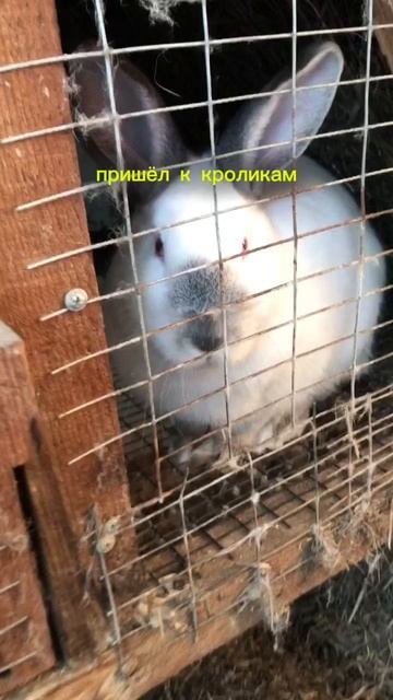 Мороз и солнце день чудесный. Подморозило