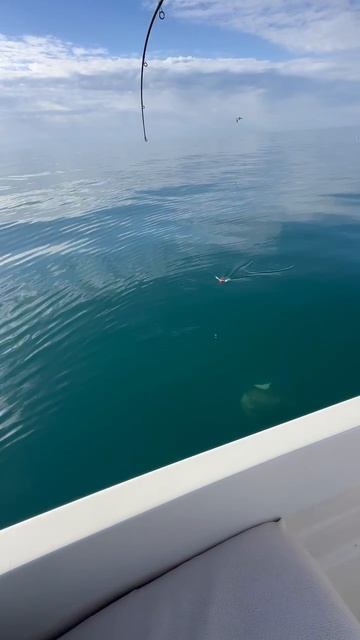 Тянем опасную монстру. смотреть онлайн