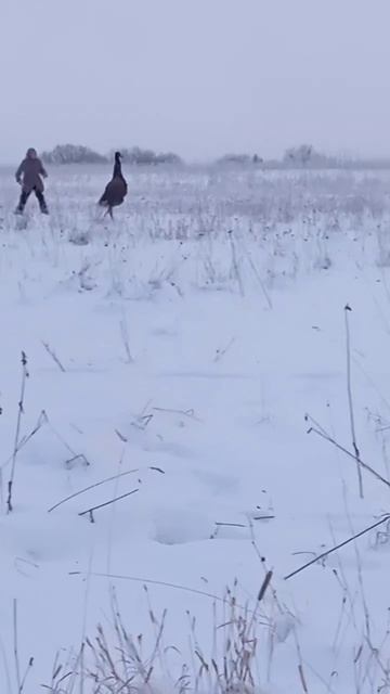 Страус сбежал с территории усадьбы «Заречье» в Ленинградской области, его ловили в сугробах