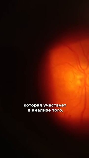 Глаза — это часть мозга