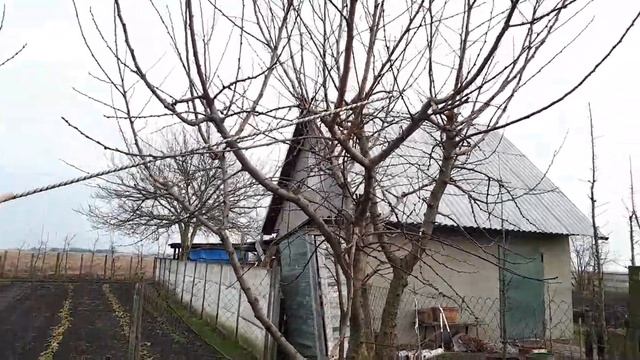 Абрикос немного об омолаживающей и формирующей обрезке