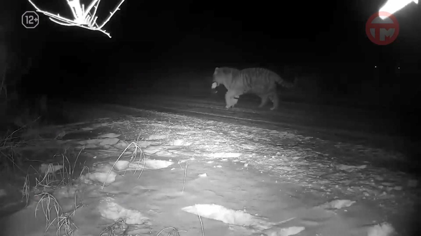 🐅 За тигром из Улитовки наблюдают ветеринары — у зверя травмирована лапа смотреть онлайн