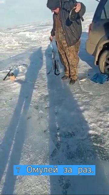 10 ОМУЛЕЙ ЗА РАЗ.