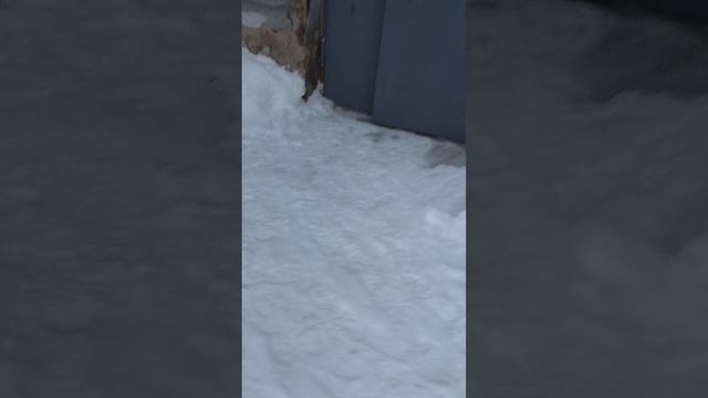 №1223 Двор П. Осипенко 48. 27 декабря 2025 г., 16:35:02 VID_20251227_163146050