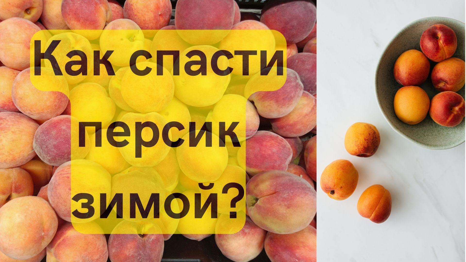 Как укрыть на зиму персик нектарин