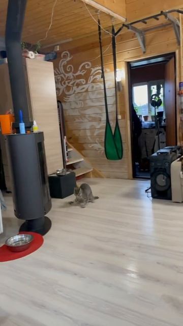 пэт-комедия-goshanchik83