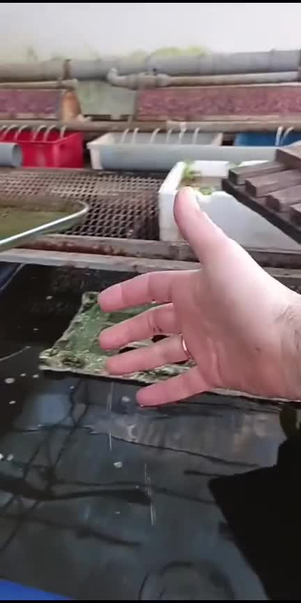 Обзор у дяди Вити на акваферме 05.02.2026 часть 3.