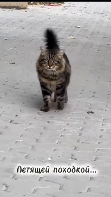 Летящей походкой