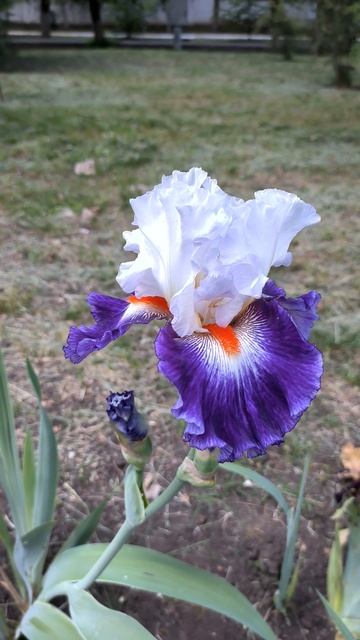 Ирис GYPSY LORD (K.Keppel, 2006) .mp4