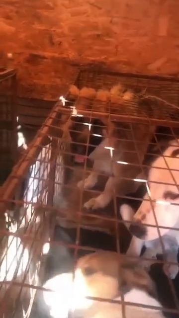 СРОЧНО! СОБАКУ УБЬЮТ В ОТЛОВЕ 12 ФЕВРАЛЯ!
Друзья, помощи просит Лаки — добрый пёс СРОЧНО! СОБАКУ УБЬЮТ В ОТЛОВЕ 12 ФЕВРАЛЯ!
Друзья, помощи просит Лаки — добрый пёс